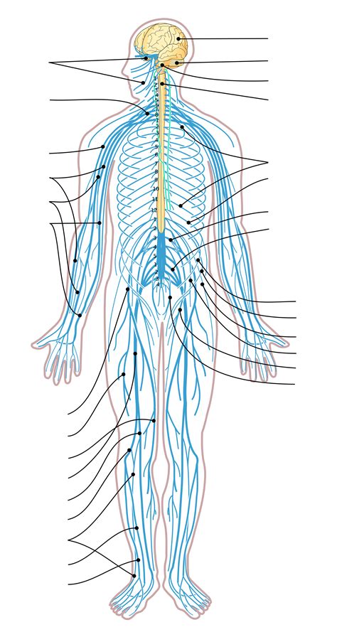 The picture you have in your mind of the nervous system probably includes the brain, the nervous tissue contained within the cranium, and the spinal cord, . PNG Nervous System Transparent Nervous System.PNG Images ...