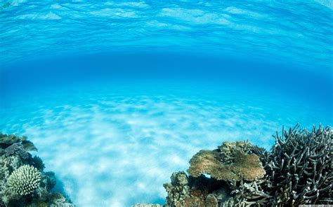 Underwater Wallpapers - Top Free Underwater Backgrounds - WallpaperAccess
