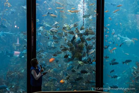 Monterey Bay Aquarium One Of The Best Aquariums In The World