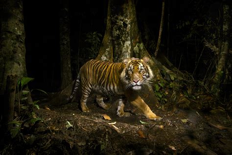 If you check out the attached photo from national geographic you will see that the black shapes are. Three Thousand Wild Tigers - National Geographic Blog