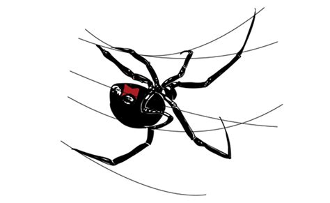 Why would one want to draw a spider? How to Draw a Black Widow Spider