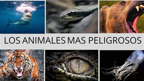 Los 9 Animales Mas Peligrosos Del Mundo Youtube