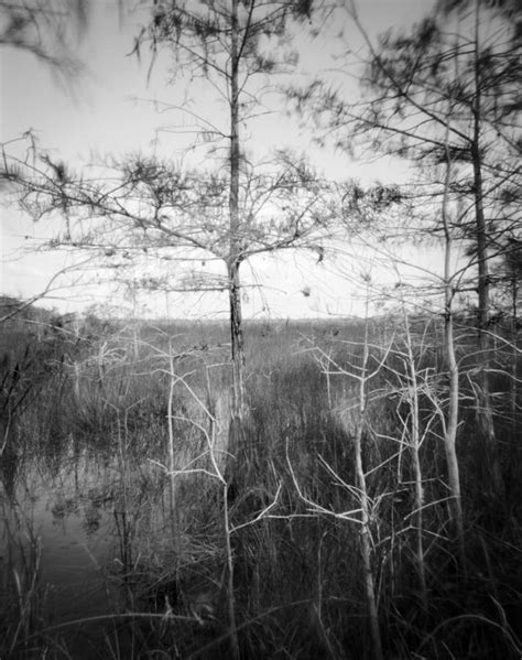 Everglades Florida Pond Cypress Trees 5 Photograph By Rudy Umans Pixels