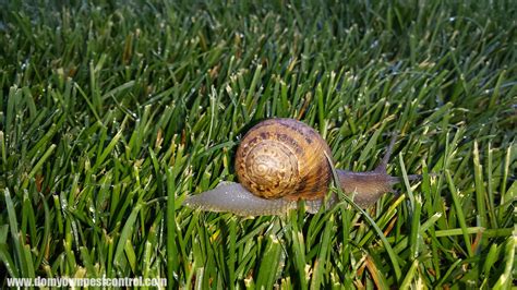 Snail And Slug Control Bait Getting Rid Of Garden Snails