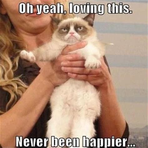 Grumpy Kitty Tardar Sauce Is An Internet Sensation Grumpy Cat Meme Cat