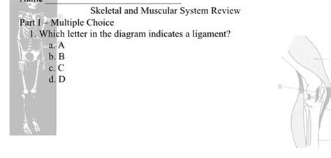 Science Unit 9 Skeletal Muscular System Flashcards Quizlet