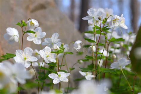 Spring White Wildflowers In The Forest Forest Landscape With Sunbeams