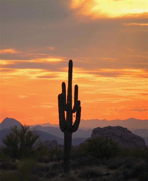Pin by Janet on Arizona | Desert painting, Desert photography, Arizona ...