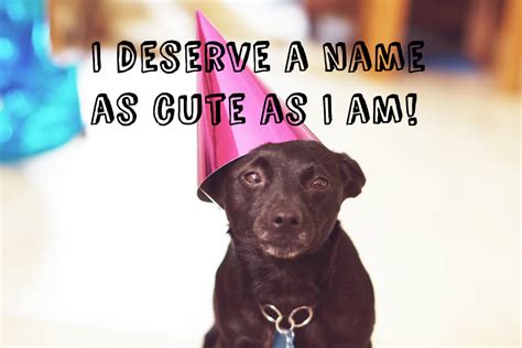 50 Most Popular Female Dog Names This Decade With Meanings Pethelpful