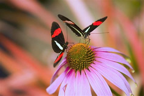Two Colorful Butterflies On Cone Flower Photograph By Craig Tuttle