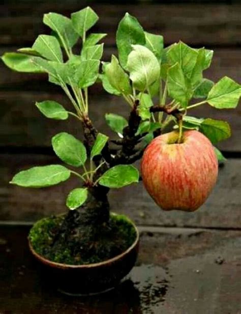 Well you're in luck, because here they come. Make An Effortless But Useful Decoration With These 15 ...