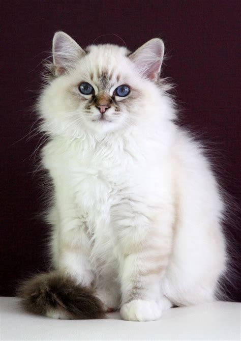 We Are Delighted With Our Home Bred Seal Tabby Birman Tabby Kitten