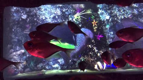 Orlando Sea Life Aquarium At I Drive 360 Media Preview Youtube