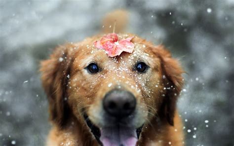 Dog Animals Snow Leaves Depth Of Field Wallpapers Hd Desktop And
