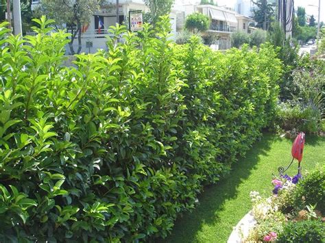 «όσο προχωρούν οι εμβολιασμοί, τόσο θα χαλαρώνουν οι περιορισμοί», τόνισε ο άδωνις γεωργιάδης. Λούσιντουμ (Viburnum tinus 'Lucidum') |kipogeorgiki.gr