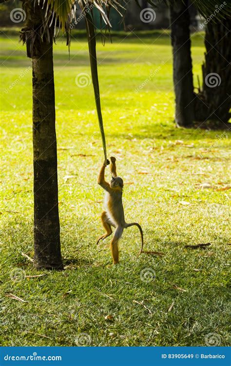 A Monkey Playing With A Leave And A Tree Stock Image Image Of Season