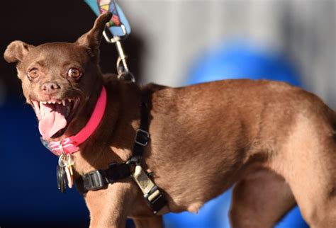 Meet The Contestants Of This Years Worlds Ugliest Dog Competition
