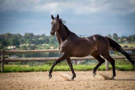 10 Of The Most Popular Horse Breeds In The World Animalife