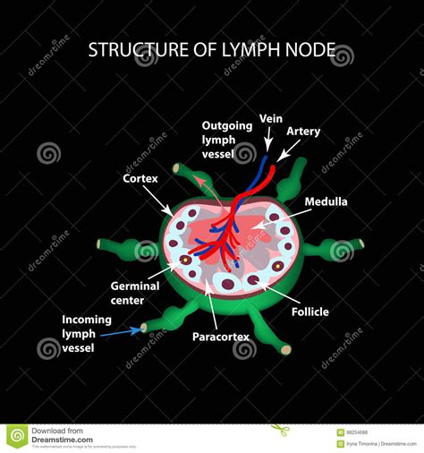 The Anatomical Structure Of The Lymph Node Infographics Vector