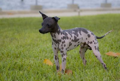 dogs american hairless terrier