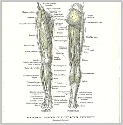 Muscles Anatomy System Human Body Anatomy Diagram And Chart Images