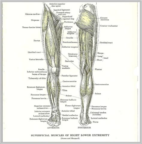 The muscles of the leg anatomy chart shows in every possible view the way that the muscles and other pieces of the leg work together in motion and flexibility. Labelled Diagram Of Human Body Parts - Human Anatomy