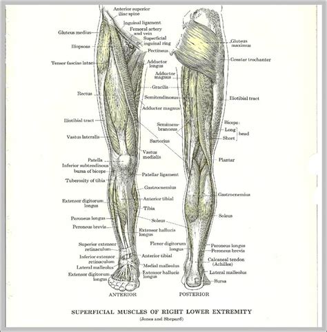 Want to learn more about it? Muscles | Anatomy System - Human Body Anatomy diagram and ...