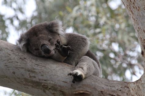 Sleeping Koala Koalas