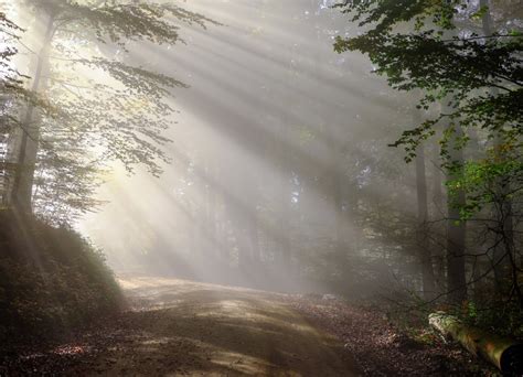 Fotos Gratis Paisaje árbol Naturaleza Ligero Niebla Luz De Sol