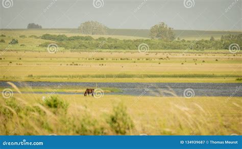 Horse Eating Grass Stock Image Image Of Animal Outdoor 134939687