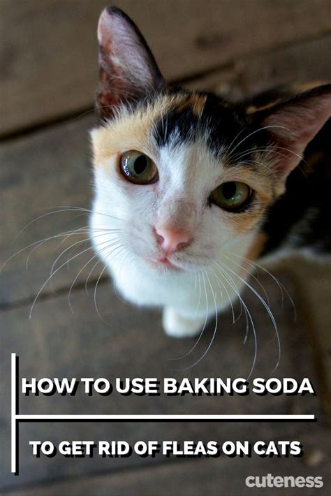 Kill Fleas On Your Cat The Natural Way By Using Baking Soda Cat