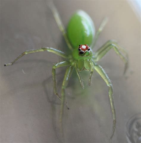 How I Ended Up With Pet Jumping Spiders By Melissa Mcewen Medium