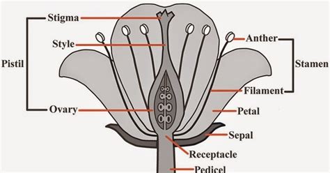 A plant cell is a cell in which cell wall is present and has a true nucleus along with many specialized organelles that performs the specific functions. NCERT Solutions for Class 10th: Ch 8 How do Organisms ...