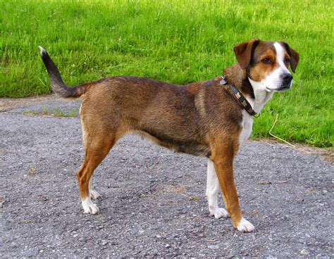 Der österreichische pinscher zählt zu den mittelgroßen hunden: ÖSTERREICHISCHER PINSCHER vom Bunten Hundehof: unsere Hunde