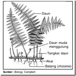 Maybe you would like to learn more about one of these? Master Biologi: Kingdom Plantae Divisi Pteridophyta (Paku)