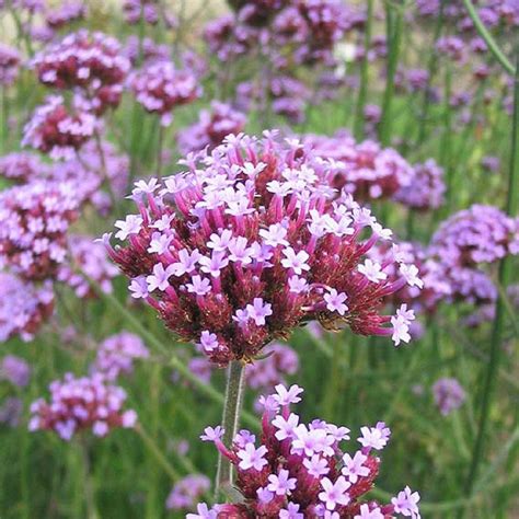 Verbena Bonariensis Plants To Your Door