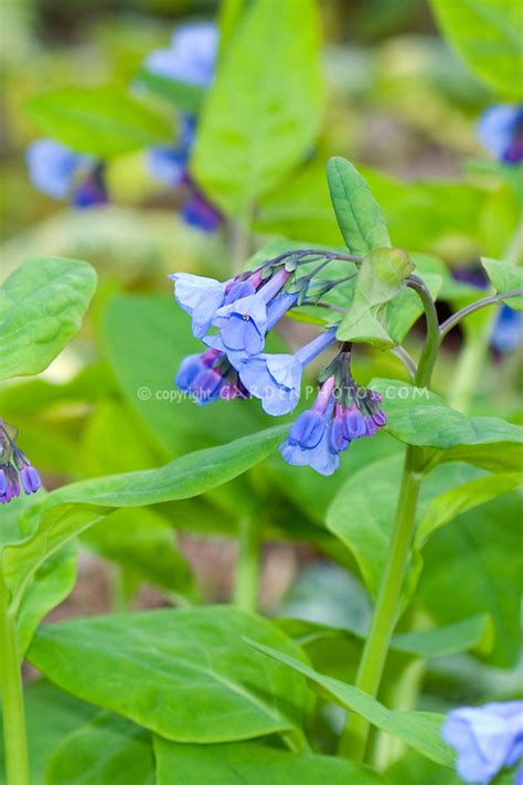 Virginia Bluebells Mertensia Virginica In Spring Bloom Showing Blue