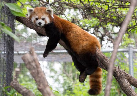 Baby Red Pandas Finally Get Names Thanks To Winnipegs Help News 4