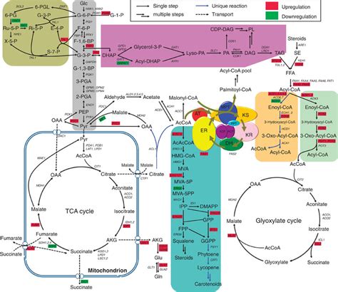 Reconstruction Of Central And Lipid Metabolism Pathways Of R