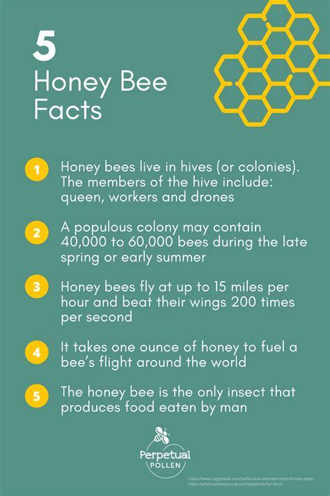Fascinating Honey Bee Facts