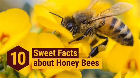 10 Sweet Facts About Honey Bees Youtube