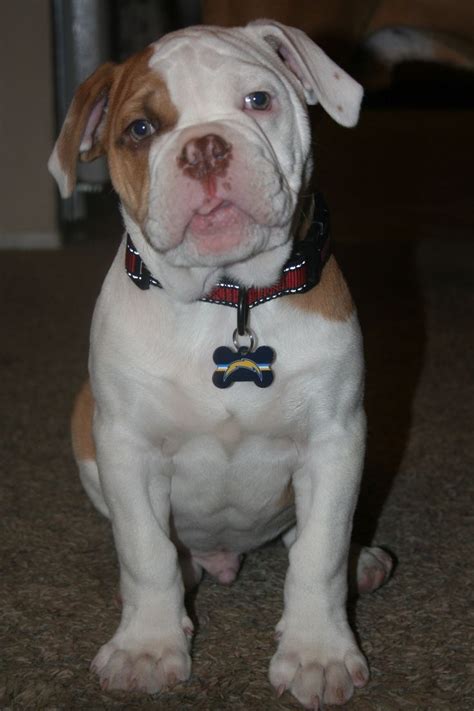 1000 Images About Old English Bulldogs On Pinterest
