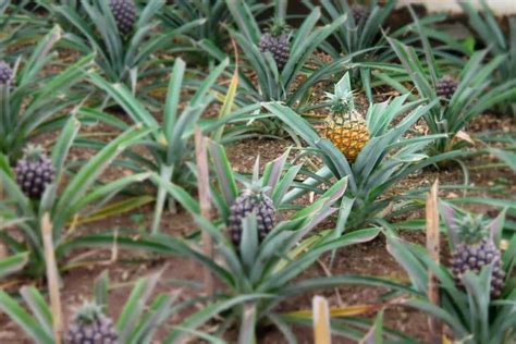 How To Grow A Pineapple From Crowntop To Harvest Check How This Guide