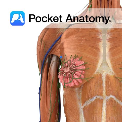 Axillary Nodes Pocket Anatomy
