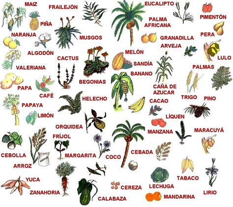 Flora Y Fauna De Colombia Flora De La Selva Bosque Tropical Fauna
