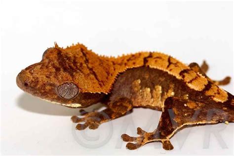 Crested Gecko Morph Guide Wiki Reptiles Amino