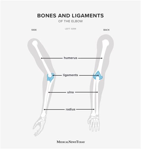Elbow Joint Pain Joint Type Anatomy And More