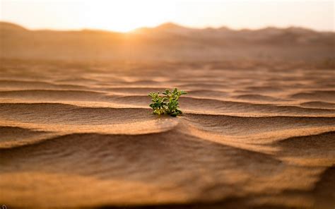 Nature Landscape Desert Sand Plants Leaves Dune Depth Of Field