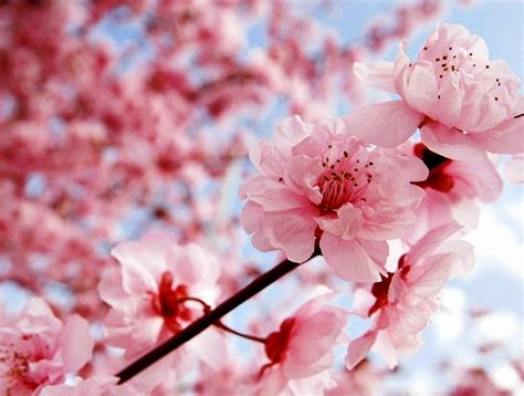 Gambar Bunga Sakura Di Jepang Best Pictures Youareyoungdarling