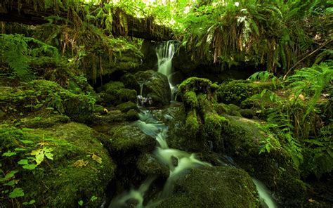 Download Greenery Stream Jungle Nature Waterfall Hd Wallpaper
